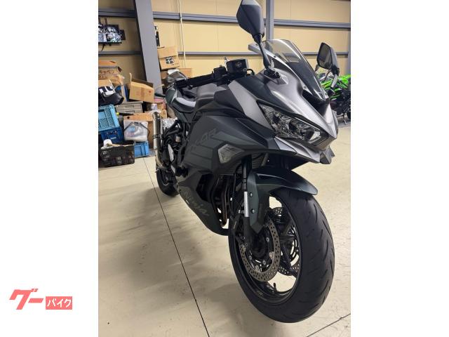 ナガウニモドキの仲間？（15個セット） ナガウニモドキの仲間？（15個セット）